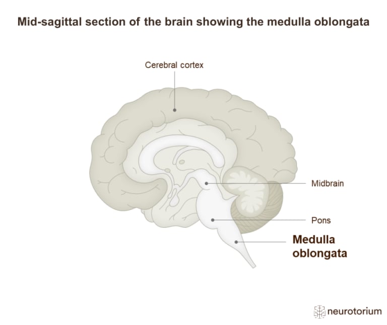 Mid-sagittal diagram of the brain highlighting the medulla oblongata at the lower part of the brainstem