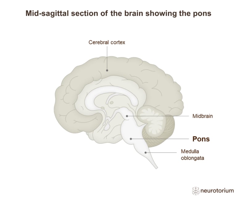Mid-sagittal diagram of the brain highlighting the pons within the brainstem