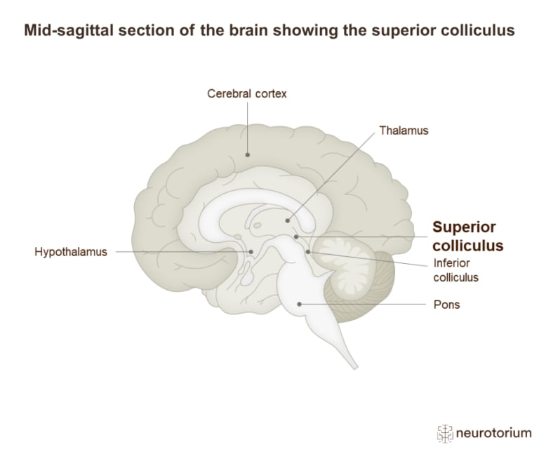 Mid-sagittal diagram of the brain highlighting the superior colliculus in the midbrain region