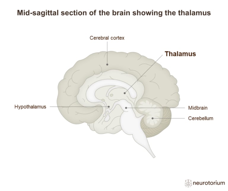 Mid-sagittal diagram of the brain highlighting the thalamus near the centre of the brain.