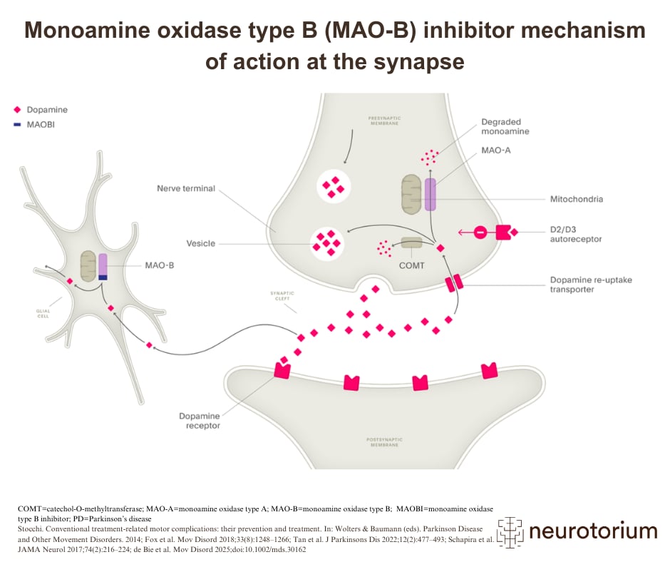 llustration showing how MAO-B inhibitors prevent dopamine breakdown at the synapse, enhancing its availability in Parkinson’s disease