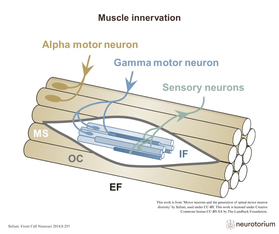 A diagram of muscle innervation