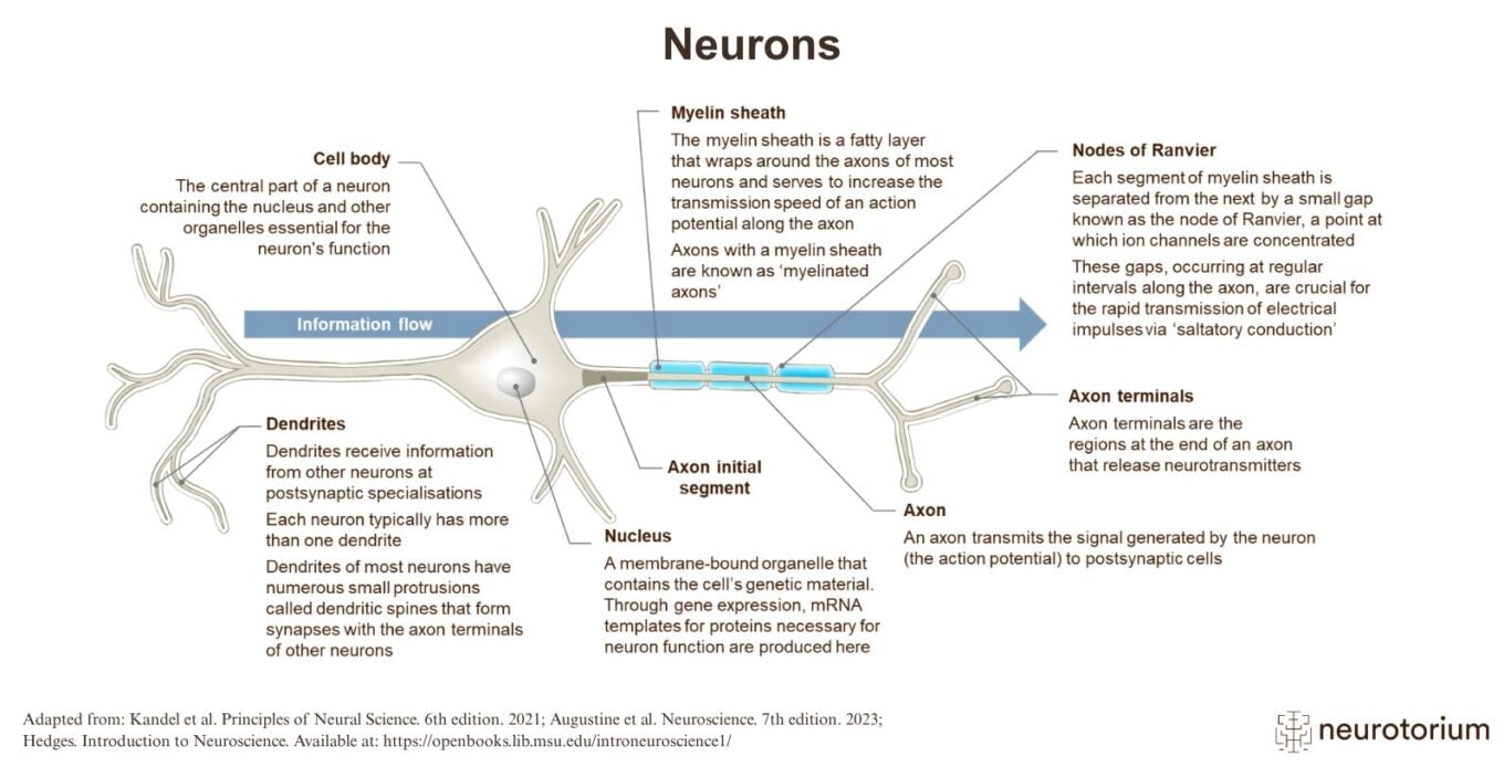 Neurons