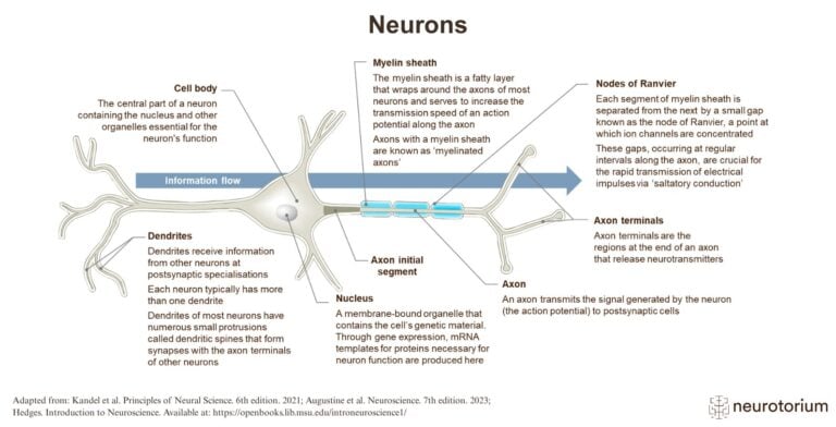 Neurons