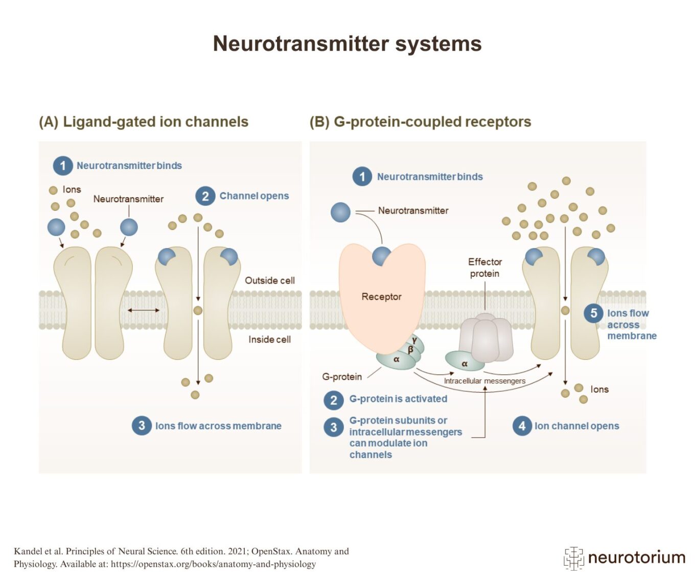 Neurotransmitter Systems