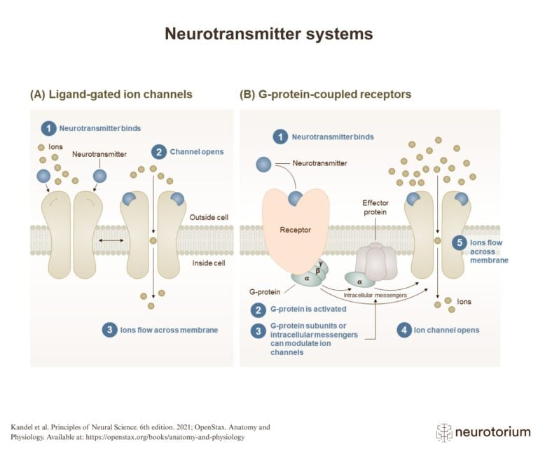 Neurotransmitter Systems