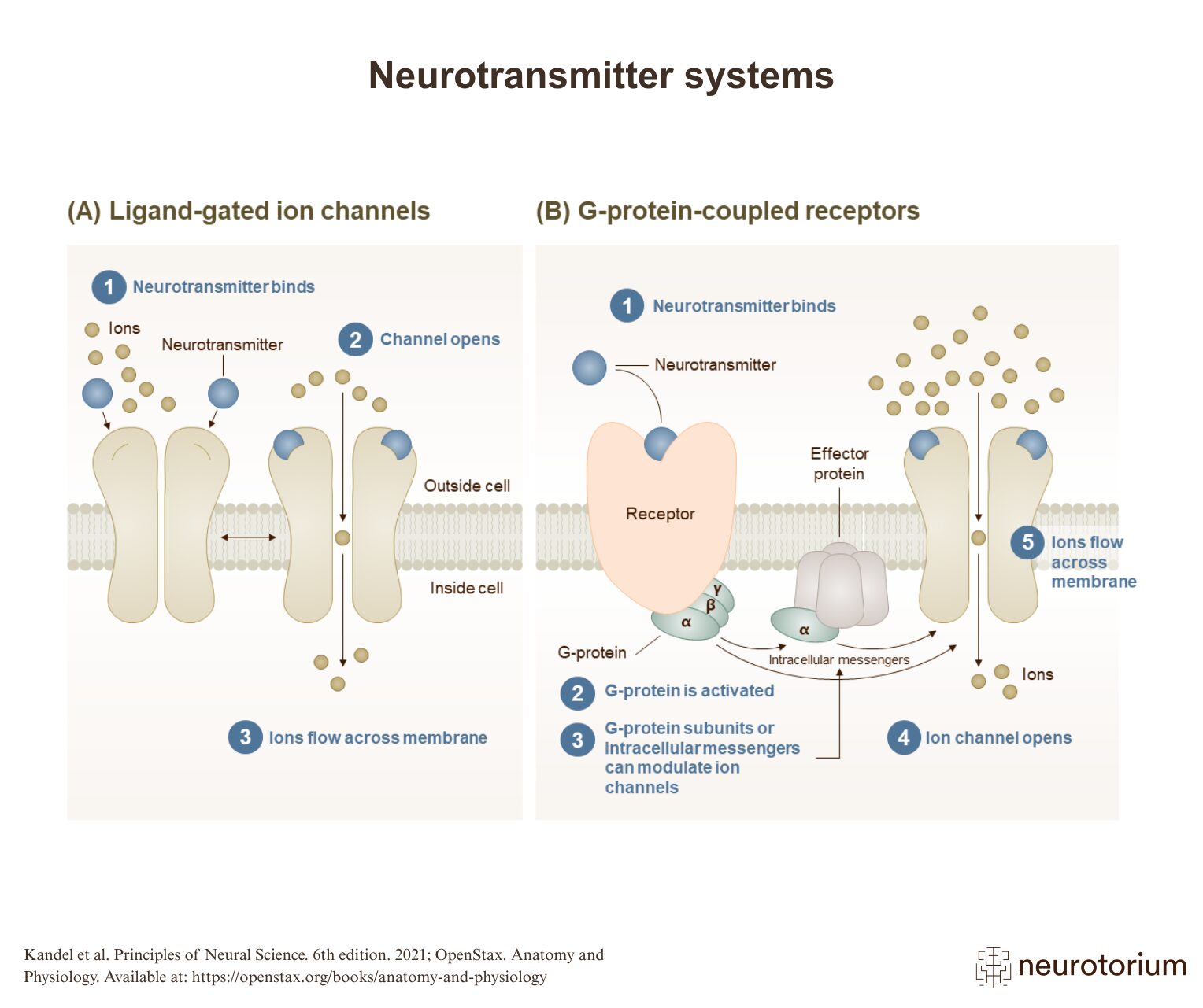Neurotransmitter Systems