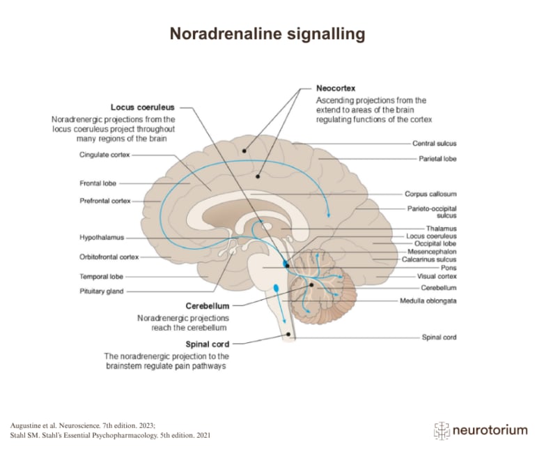 Image showing signalling pathways of Noradrenaline