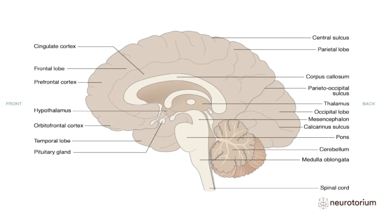 This picture illustrates Sagittal View of the Brain