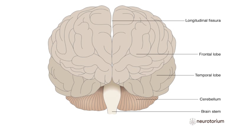 This picture illustrates the frontal view of the brain