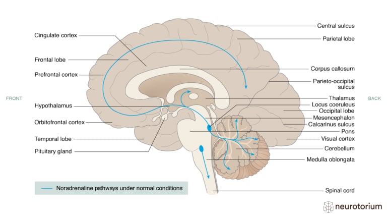 This picture illustrates Noradrenaline Pathways Under Normal Conditions