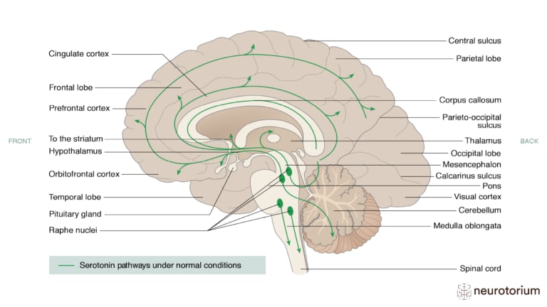 This picture illustrates the serotonin pathways under normal conditions