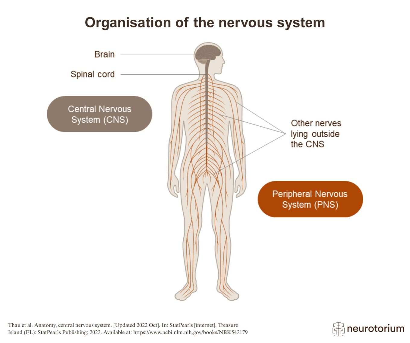 Organisation of the nervous system
