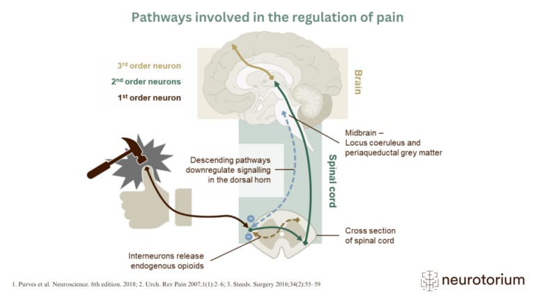 Pathways involved in the regulation of pain in migraine