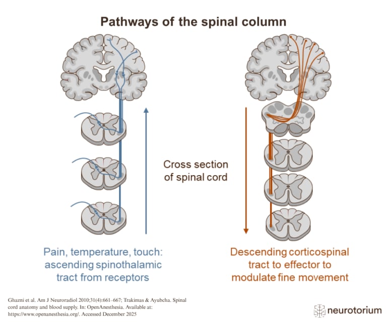 Figure illustrating major spinal cord pathways