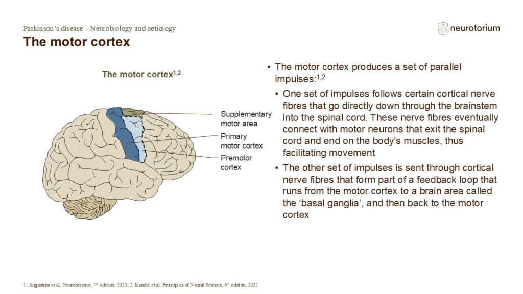 The motor cortex