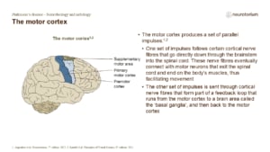 The motor cortex