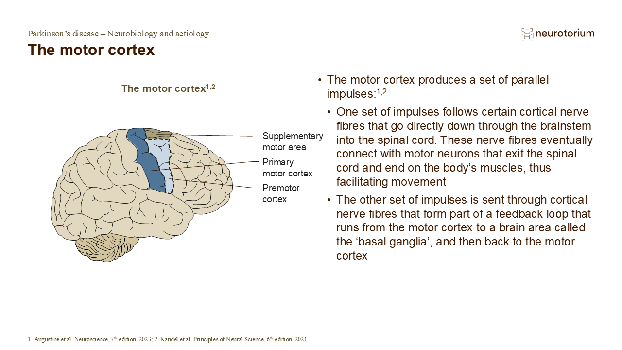 The motor cortex