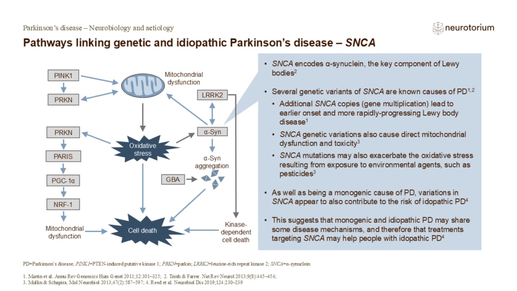 Pathways linking genetic and idiopathic Parkinson’s disease – SNCA