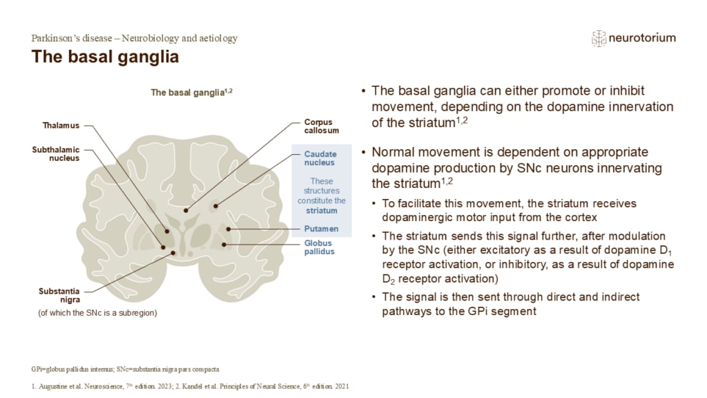 The basal ganglia