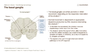 The basal ganglia