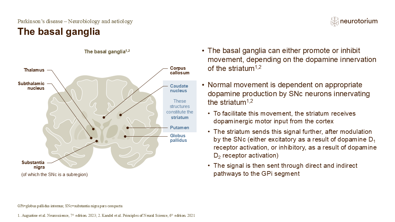 The basal ganglia