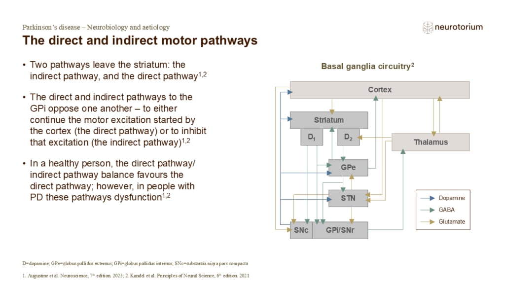 The direct and indirect motor pathways