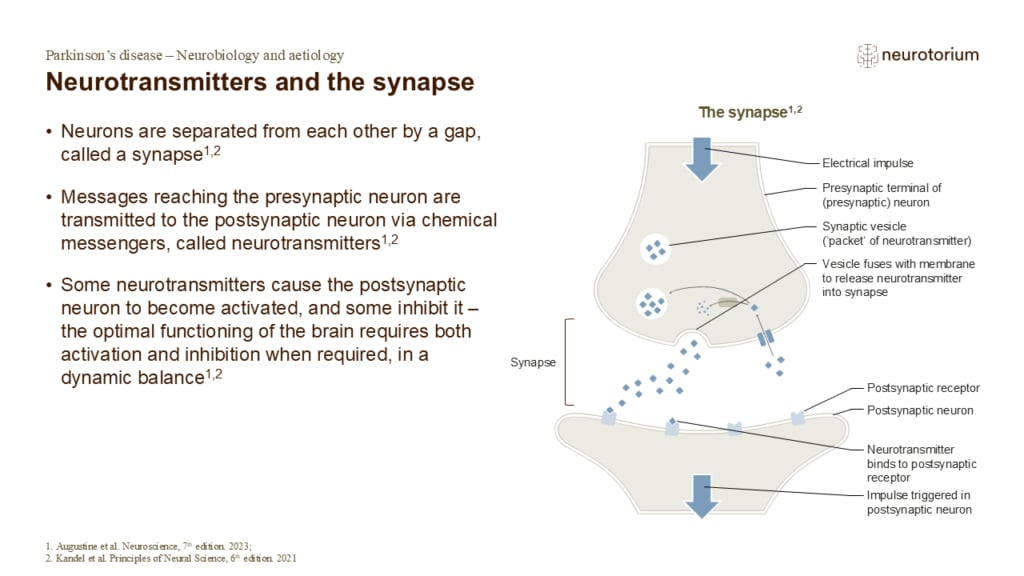 Neurotransmitters and the synapse