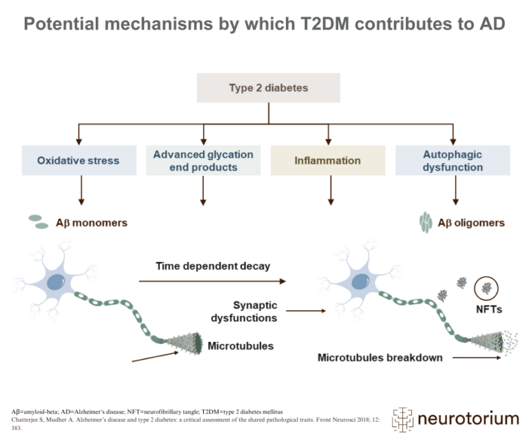 Potential mechanisms by which T2DM contributes to AD