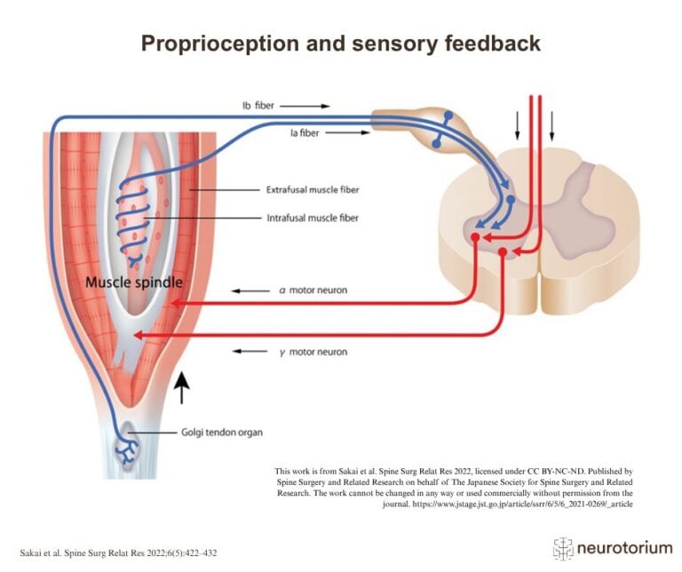 A diagram showing how proprioception operates through sensory feedback