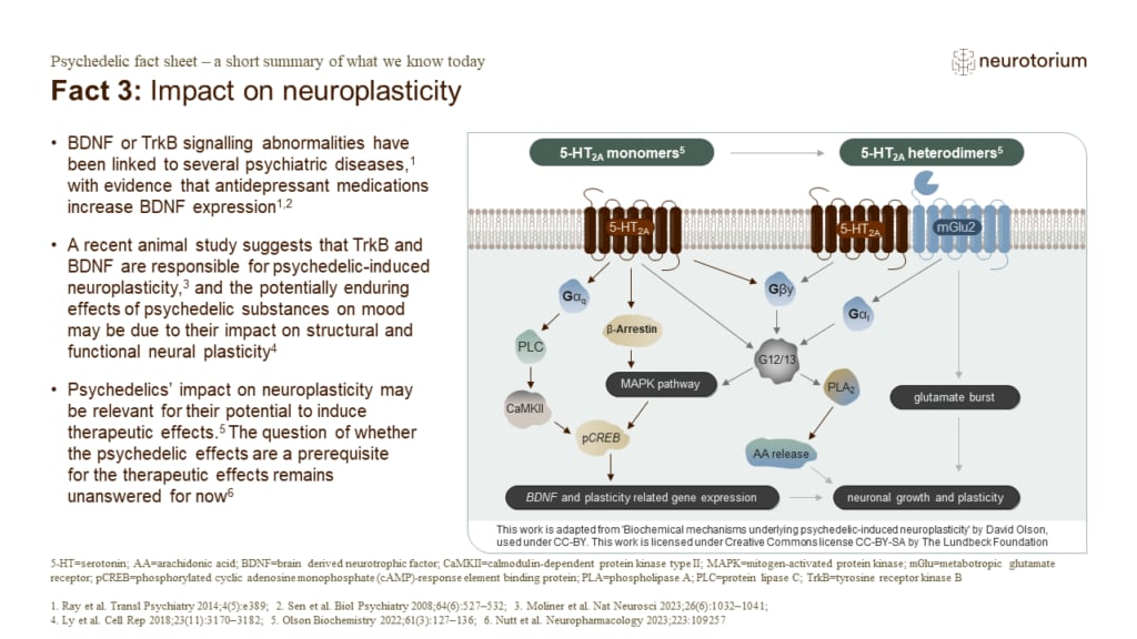 Fact 3: Impact on neuroplasticity