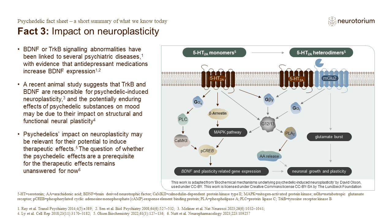 Fact 3: Impact on neuroplasticity