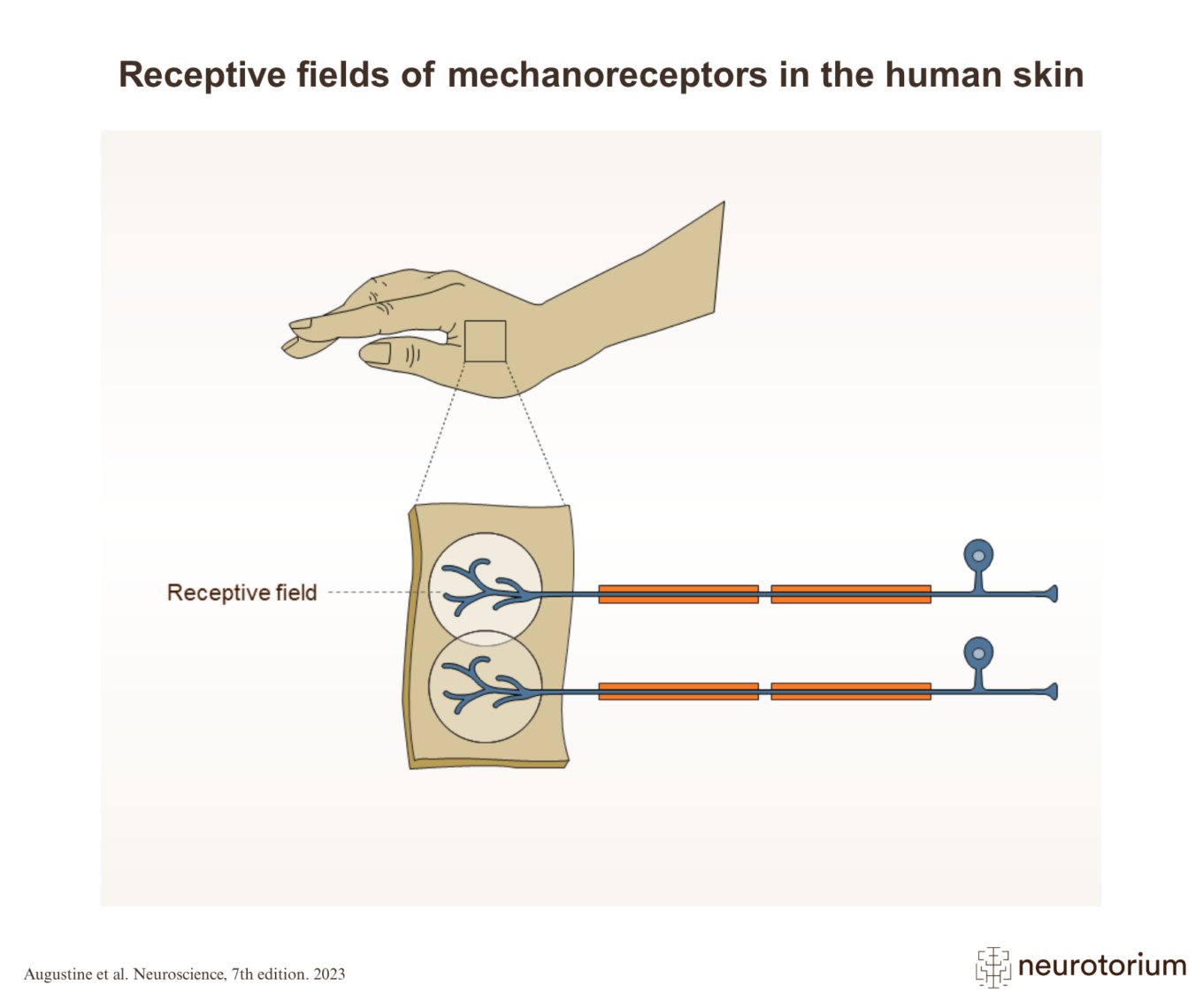 Receptive fields of mechanoreceptors in the human skin