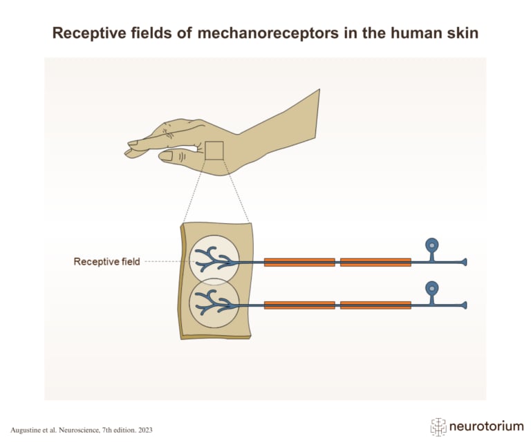 Receptive fields of mechanoreceptors in the human skin