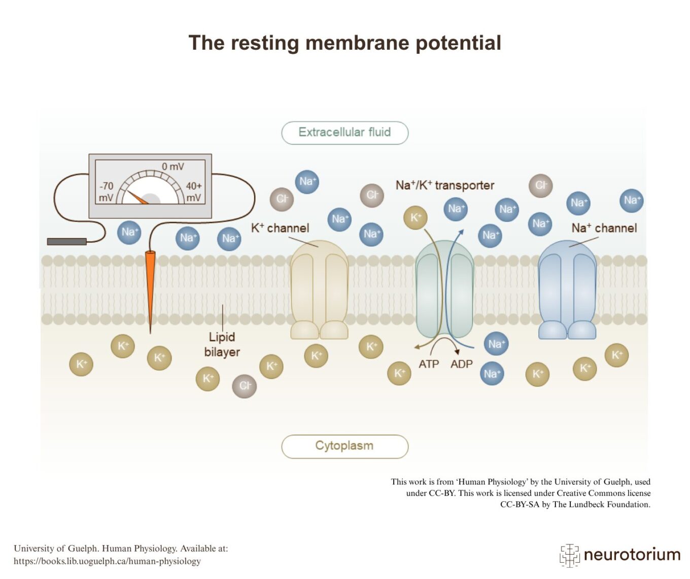 The resting membrane potential