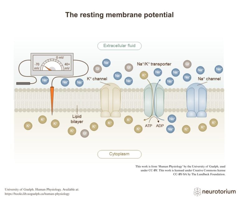 The resting membrane potential