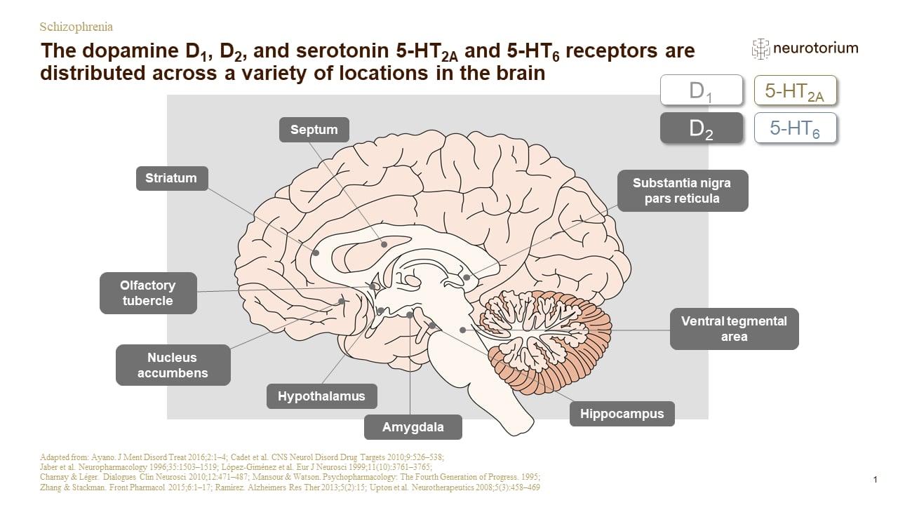 The dopamine D1, D2, and serotonin 5-HT2A and 5-HT6 receptors are distributed across a variety of locations in the brain 