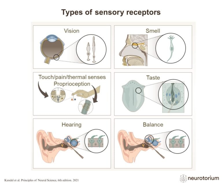 Types of sensory receptors