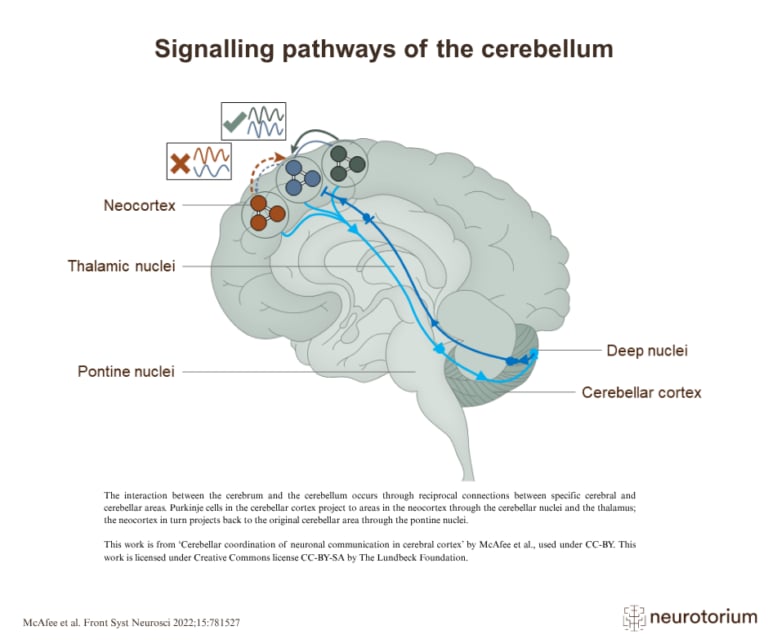 Diagram of signalling pathways of the cerebellum