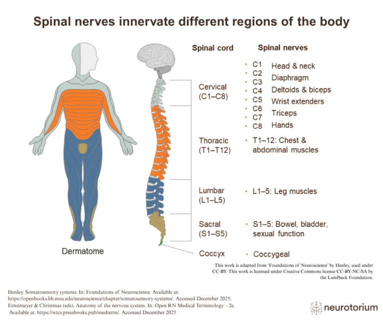 Image showing the spinal cord and the body regions supplied by spinal nerves