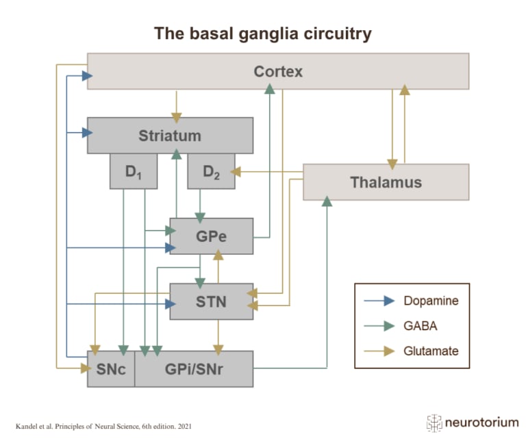 Figure of basal ganglia circuitry showing connections between cortex, striatum, thalamus, and related motor pathways.