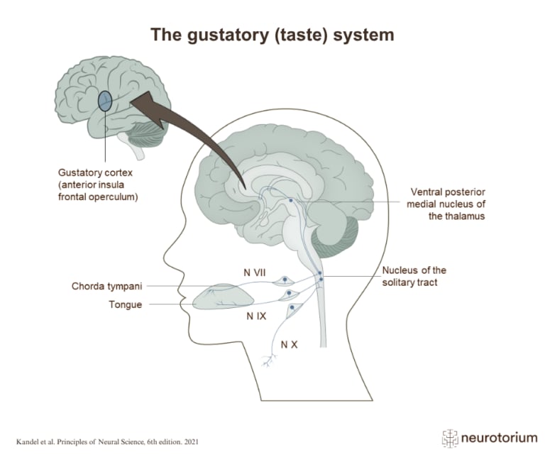 Diagram of the gustatory pathway from the tongue to the gustatory cortex via brainstem and thalamic nuclei.