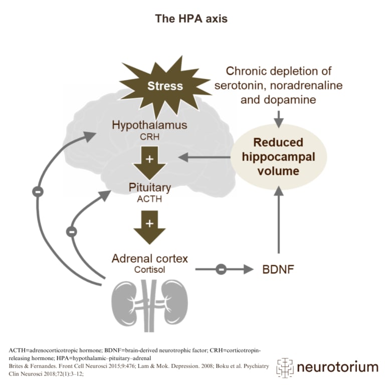 Diagram showing stress-induced activation of the HPA axis leading to cortisol release and reduced hippocampal volume, contributing to depression.