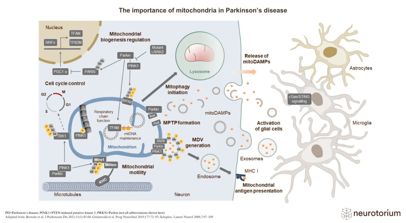 Detailed diagram showing how mitochondrial dysfunction is involved in Parkinson’s disease, including mitophagy initiation, mtDNA maintenance, oxidative stress, and activation of glial cells. Educational resource from Neurotorium.org.
