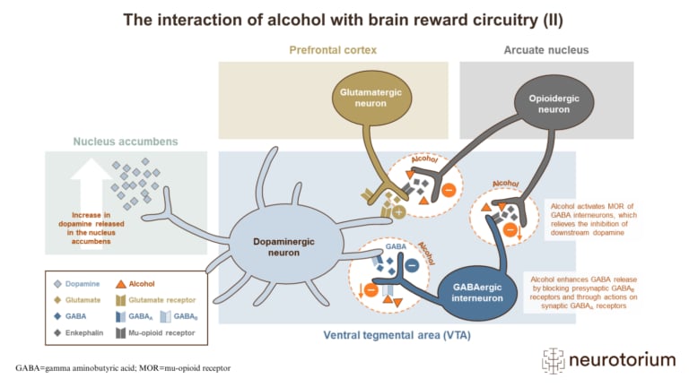 The interaction of alcohol with brain reward circuitry (II)