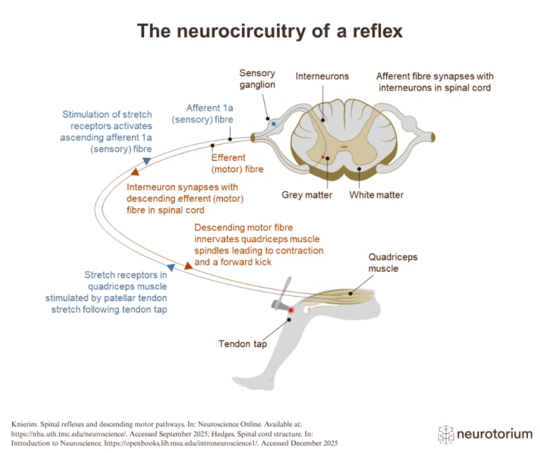 Image showing the neurocircuitry of a reflex