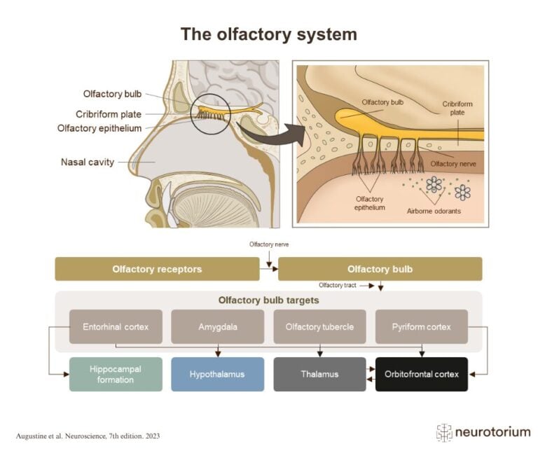 Diagram of the olfactory system showing odor detection in the nasal cavity and projections to brain regions.