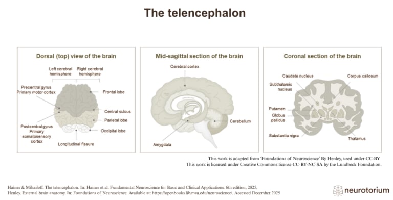 Diagram showing the telencephalon in dorsal, sagittal, and coronal views of the brain.