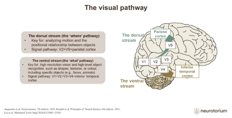 Diagram showing dorsal and ventral visual streams involved in motion processing and object recognition.