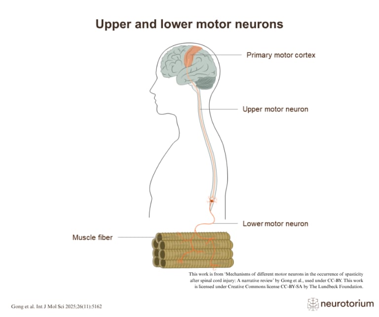 Diagram showing upper and lower motor neurons connecting the motor cortex to skeletal muscle fibres.